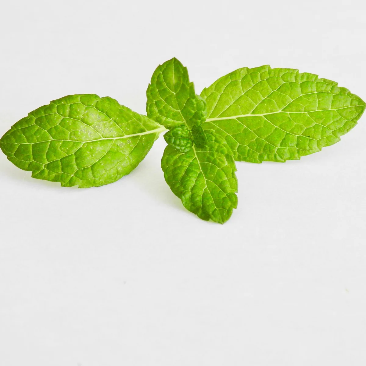 A sprig of fresh mint on a white background